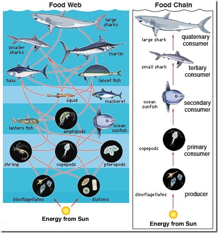 What is the difference between a food chain, a food web, and an energy ...